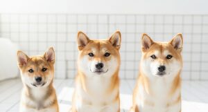 子犬からシニアまで対応する種類