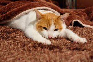 併用のメリット・デメリット