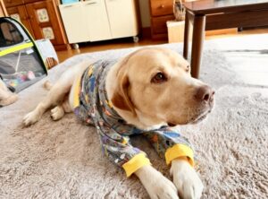 必須の「避難ゾーン」と体温調節