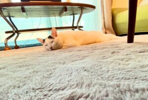 ペット用ホットカーペットの注意点